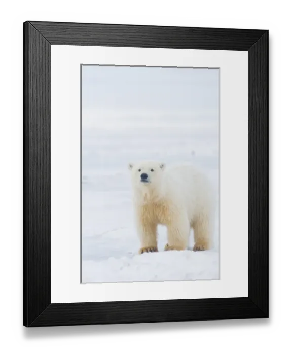 Framed Print : USA, Alaska, 1002 Coastal Plain of the Arctic National Wildlife Refuge. A tagged spring polar bear Framed Print : USA, Alaska, 1002 Coastal Plain of the Arctic National Wildlife Refuge. A tagged spring polar bear