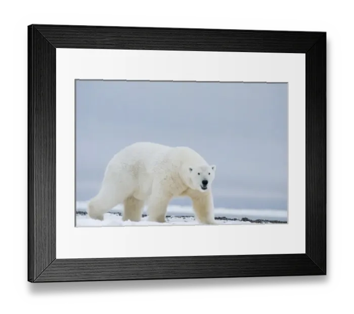 Framed Print : USA, Alaska, 1002 Coastal Plain of the Arctic National Wildlife Refuge. A large adult polar bear