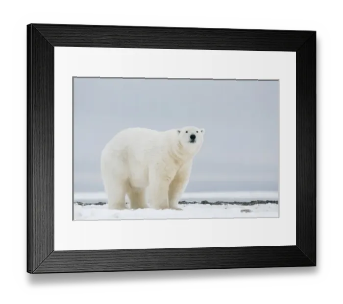 Framed Print : USA, Alaska, 1002 Coastal Plain of the Arctic National Wildlife Refuge. A large adult polar bear