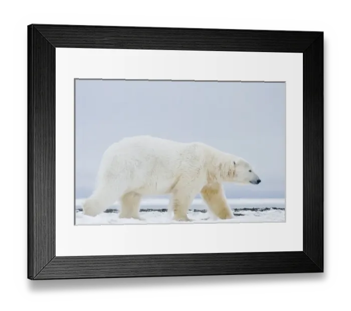 Framed Print : USA, Alaska, 1002 Coastal Plain of the Arctic National Wildlife Refuge. A large adult polar bear Framed Print : USA, Alaska, 1002 Coastal Plain of the Arctic National Wildlife Refuge. A large adult polar bear
