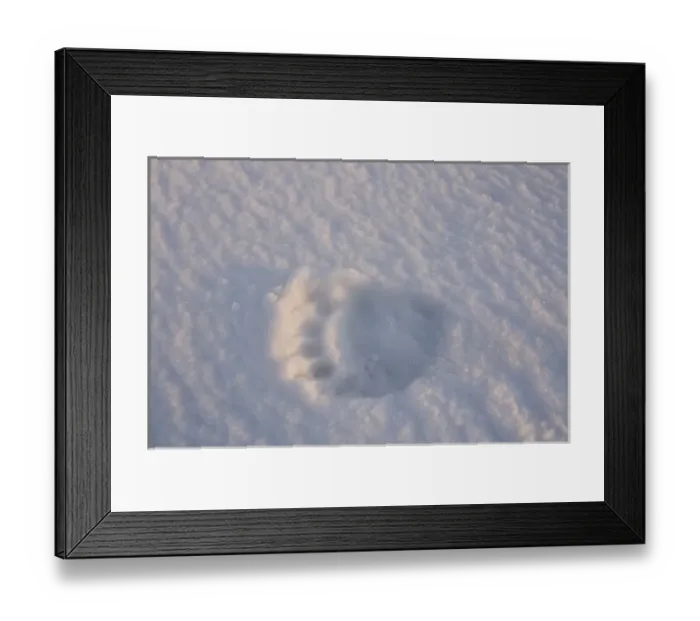 Framed Print : USA, Alaska, 1002 Coastal Plain of the Arctic National Wildlife Refuge. Footprints Framed Print : USA, Alaska, 1002 Coastal Plain of the Arctic National Wildlife Refuge. Footprints