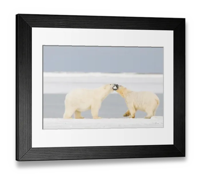 Framed Print : USA, Alaska, 1002 Coastal Plain of the Arctic National Wildlife Refuge. A young plump polar bear