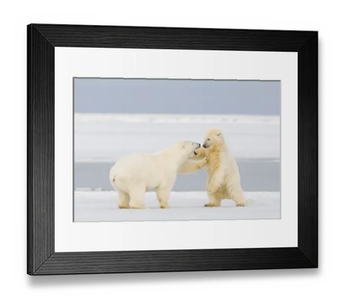 Framed Print : USA, Alaska, 1002 Coastal Plain of the ANWR. A polar bear, Ursus maritimus, two-year-old Framed Print : USA, Alaska, 1002 Coastal Plain of the ANWR. A polar bear, Ursus maritimus, two-year-old