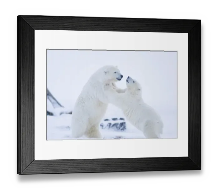 Framed Print : USA, Alaska, 1002 Coastal Plain of the ANWR. A polar bear, Ursus maritimus, two-year-old Framed Print : USA, Alaska, 1002 Coastal Plain of the ANWR. A polar bear, Ursus maritimus, two-year-old