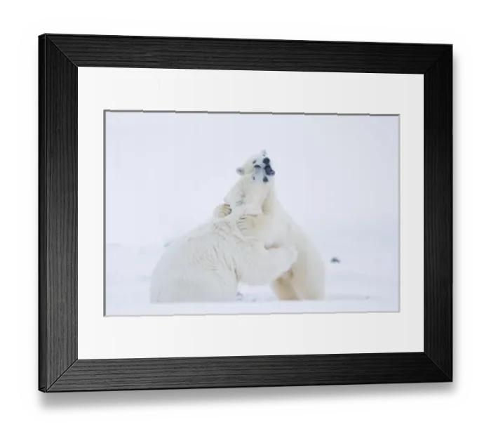 Framed Print : USA, Alaska, 1002 Coastal Plain of the ANWR. A polar bear, Ursus maritimus, two-year-old Framed Print : USA, Alaska, 1002 Coastal Plain of the ANWR. A polar bear, Ursus maritimus, two-year-old