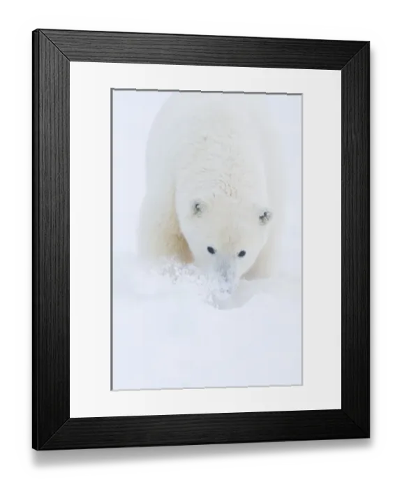 Framed Print : USA, Alaska, 1002 Coastal Plain of the Arctic National Wildlife Refuge. A curious polar bear