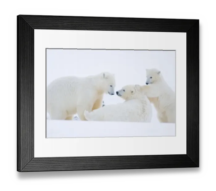 Framed Print : USA, Alaska, 1002 Coastal Plain of the Arctic National Wildlife Refuge. A polar bear