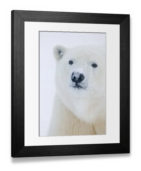 Framed Print : USA, Alaska, 1002 Coastal Plain of the Arctic National Wildlife Refuge. A curious polar bear