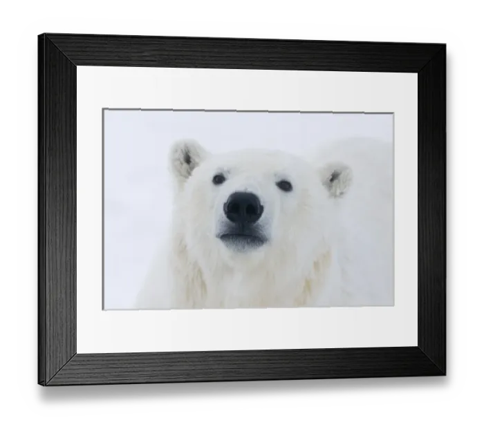 Framed Print : USA, Alaska, 1002 Coastal Plain of the Arctic National Wildlife Refuge. A curious polar bear