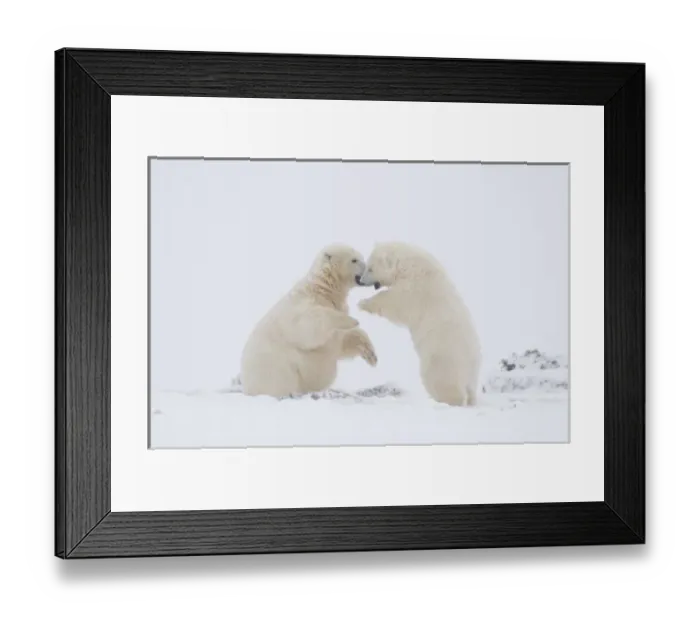 Framed Print : USA, Alaska, 1002 Coastal Plain of the ANWR. A polar bear, Ursus maritimus, two-year-old Framed Print : USA, Alaska, 1002 Coastal Plain of the ANWR. A polar bear, Ursus maritimus, two-year-old