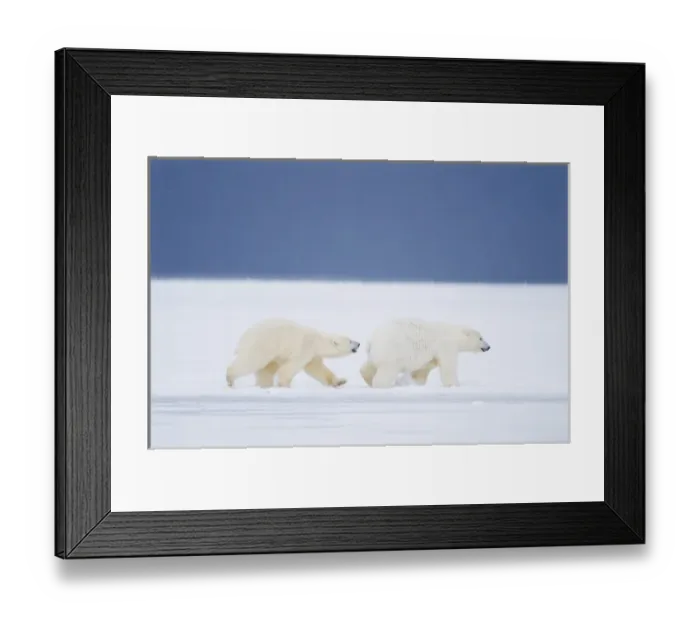Framed Print : USA, Alaska, 1002 Coastal Plain of the ANWR. Two polar bears, Ursus maritimus, a 2 year old Framed Print : USA, Alaska, 1002 Coastal Plain of the ANWR. Two polar bears, Ursus maritimus, a 2 year old