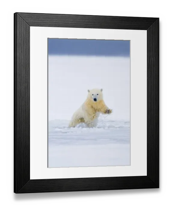 Framed Print : USA, Alaska, 1002 Coastal Plain of the ANWR. A polar bear, Ursus maritimus, cub plays vigorously in Framed Print : USA, Alaska, 1002 Coastal Plain of the ANWR. A polar bear, Ursus maritimus, cub plays vigorously in