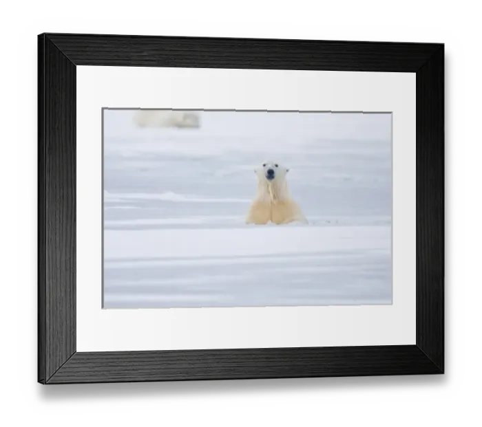 Framed Print : USA, Alaska, 1002 Coastal Plain of the ANWR. A polar bear, Ursus maritimus, cub plays vigorously in Framed Print : USA, Alaska, 1002 Coastal Plain of the ANWR. A polar bear, Ursus maritimus, cub plays vigorously in
