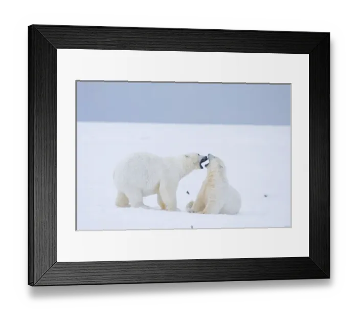 Framed Print : USA, Alaska, 1002 Coastal Plain of the ANWR. Two polar bears, Ursus maritimus, a 2 year old Framed Print : USA, Alaska, 1002 Coastal Plain of the ANWR. Two polar bears, Ursus maritimus, a 2 year old