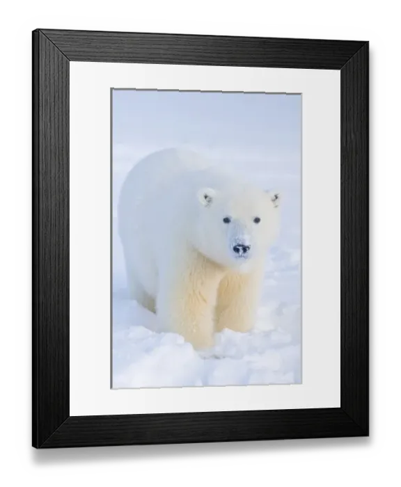Framed Print : USA, Alaska, 1002 Coastal Plain of the Arctic National Wildlife Refuge. A curious tagged polar bear Framed Print : USA, Alaska, 1002 Coastal Plain of the Arctic National Wildlife Refuge. A curious tagged polar bear