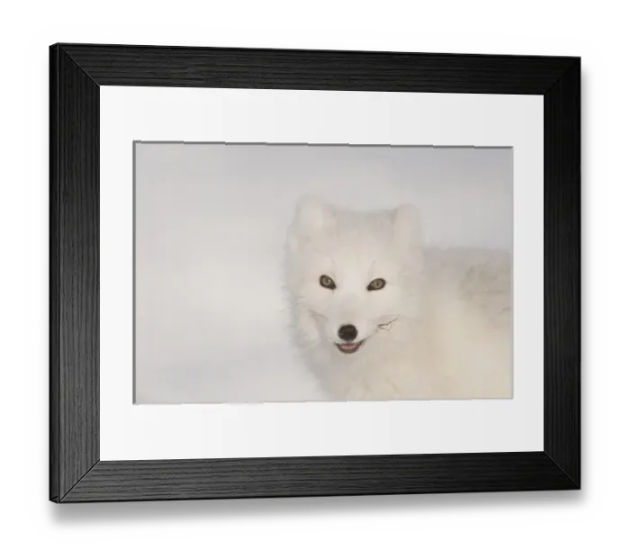 Framed Print : USA, Alaska, 1002 Coastal Plain of the Arctic National Wildlife Refuge. Profile of