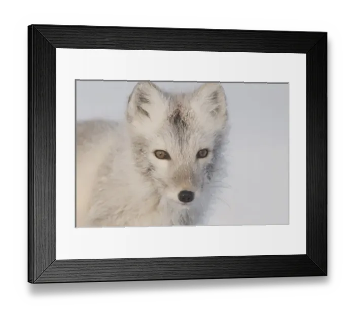 Framed Print : USA, Alaska, 1002 Coastal Plain of the ANWR. Close up of an arctic fox, Alopex lagopus Framed Print : USA, Alaska, 1002 Coastal Plain of the ANWR. Close up of an arctic fox, Alopex lagopus