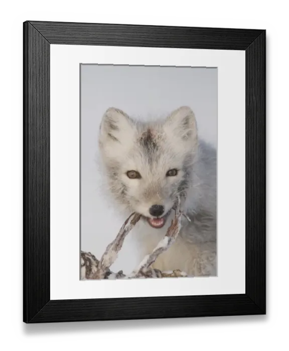 Framed Print : USA, North America, Alaska Framed Print : USA, North America, Alaska