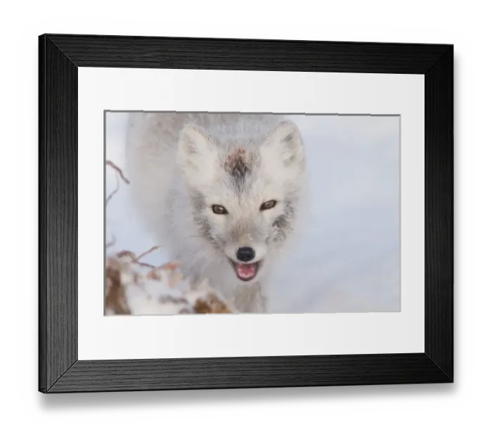 Framed Print : USA, Alaska, 1002 Coastal Plain of the ANWR. An arctic fox, Alopex lagopus, its coat Framed Print : USA, Alaska, 1002 Coastal Plain of the ANWR. An arctic fox, Alopex lagopus, its coat