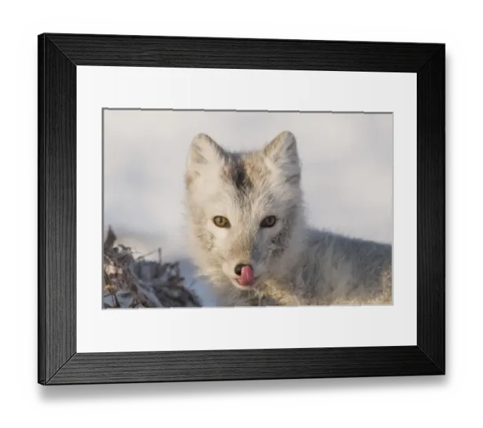 Framed Print : USA, Alaska, 1002 Coastal Plain of the ANWR. An arctic fox, Alopex lagopus, its coat Framed Print : USA, Alaska, 1002 Coastal Plain of the ANWR. An arctic fox, Alopex lagopus, its coat