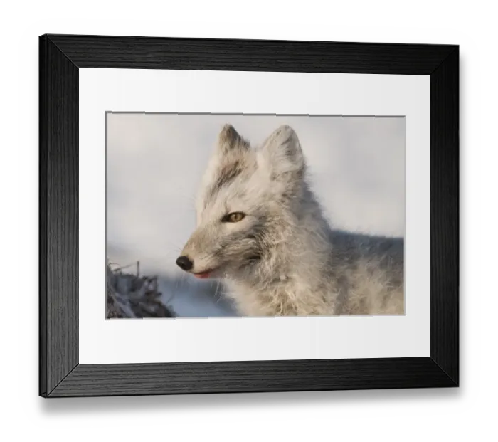 Framed Print : USA, North America, Alaska Framed Print : USA, North America, Alaska