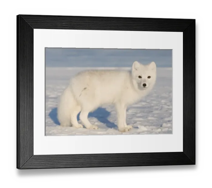 Framed Print : USA, Alaska, 1002 Coastal Plain of the Arctic National Wildlife Refuge. An adult arctic fox