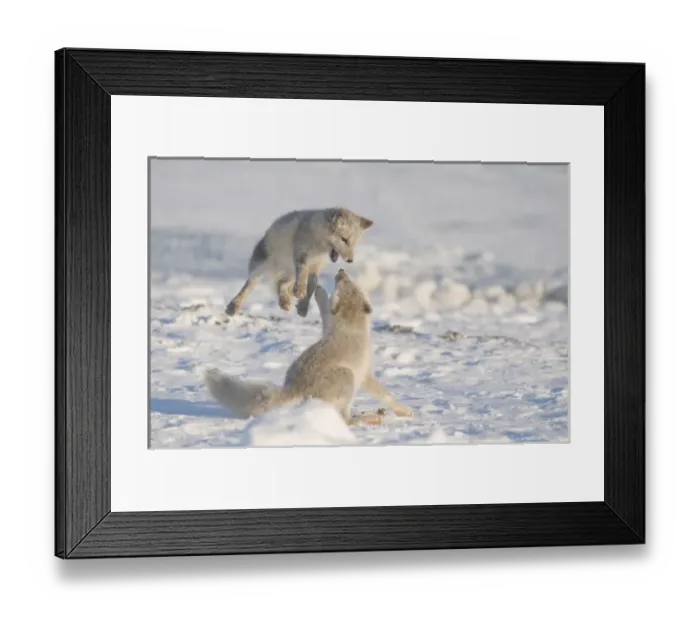Framed Print : USA, North America, Alaska