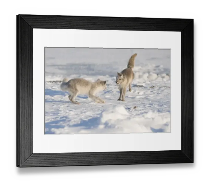 Framed Print : USA, North America, Alaska Framed Print : USA, North America, Alaska