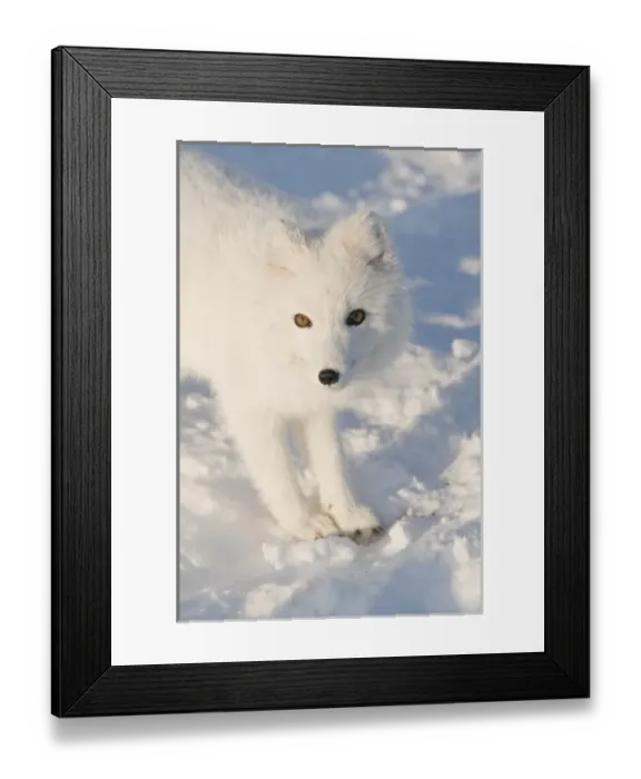 Framed Print : USA, Alaska, 1002 Coastal Plain of the Arctic National Wildlife Refuge. An adult arctic fox Framed Print : USA, Alaska, 1002 Coastal Plain of the Arctic National Wildlife Refuge. An adult arctic fox