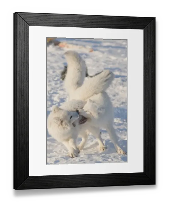 Framed Print : USA, Alaska, 1002 Coastal Plain of the ANWR. A pair of arctic foxes, Alopex lagopus Framed Print : USA, Alaska, 1002 Coastal Plain of the ANWR. A pair of arctic foxes, Alopex lagopus