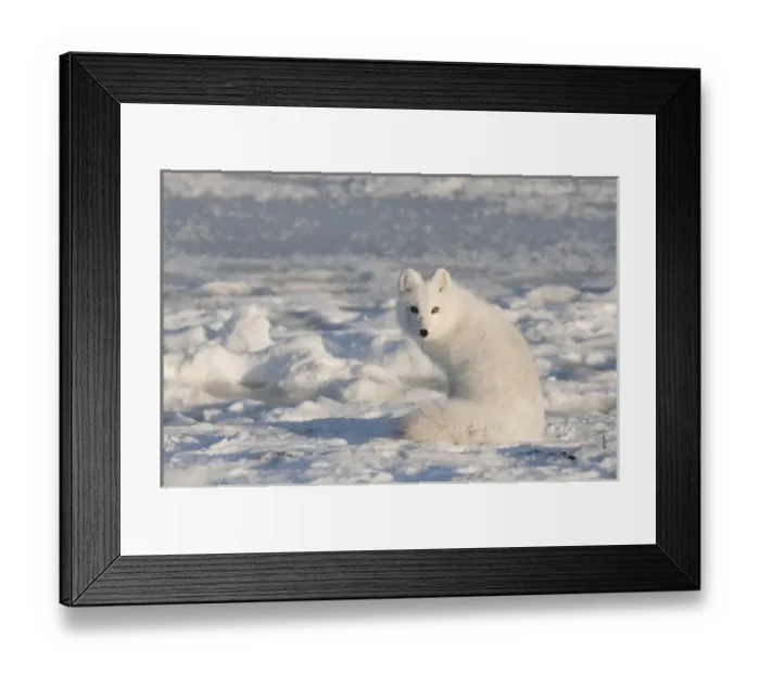 Framed Print : USA, Alaska, 1002 Coastal Plain of the Arctic National Wildlife Refuge. An arctic fox