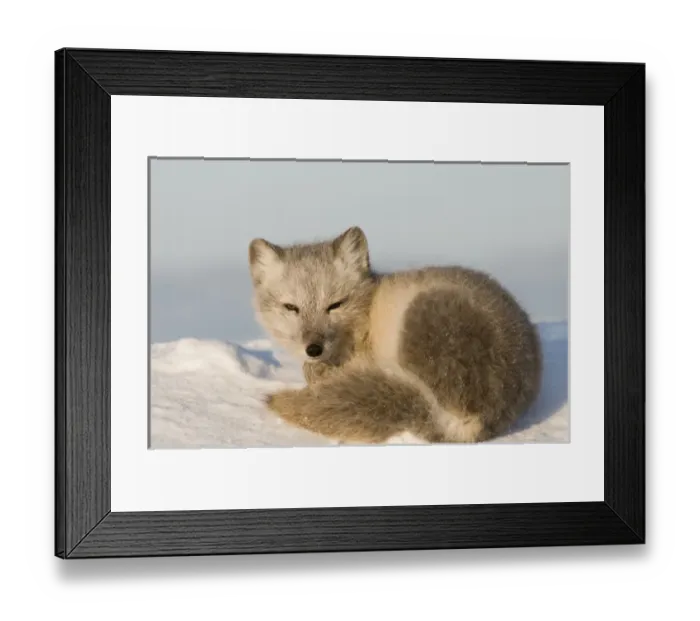 Framed Print : USA, North America, Alaska Framed Print : USA, North America, Alaska