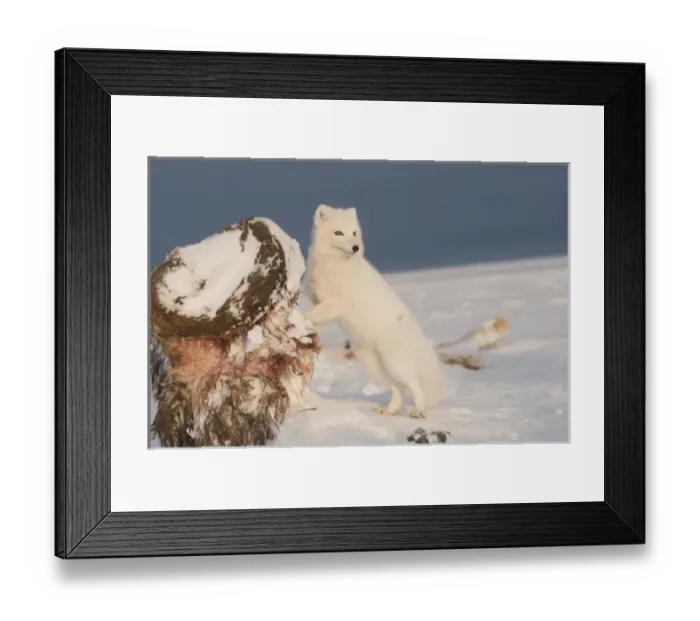 Framed Print : USA, Alaska, 1002 Coastal Plain of the ANWR. An arctic fox, Alopex lagopus, wearing Framed Print : USA, Alaska, 1002 Coastal Plain of the ANWR. An arctic fox, Alopex lagopus, wearing