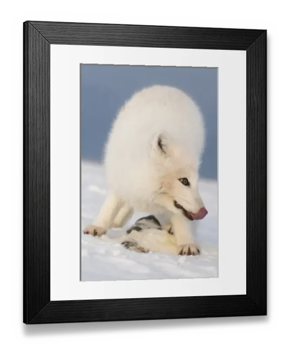 Framed Print : USA, Alaska, 1002 Coastal Plain of the ANWR. An arctic fox, Alopex lagopus, wearing Framed Print : USA, Alaska, 1002 Coastal Plain of the ANWR. An arctic fox, Alopex lagopus, wearing