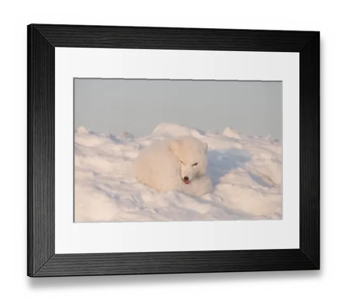 Framed Print : USA, Alaska, 1002 Coastal Plain of the ANWR. An adult arctic fox, Alopex lagopus Framed Print : USA, Alaska, 1002 Coastal Plain of the ANWR. An adult arctic fox, Alopex lagopus