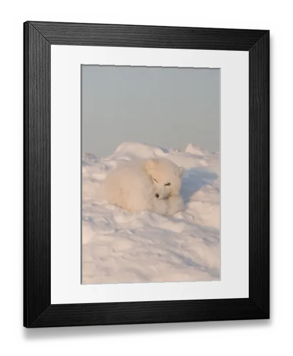 Framed Print : USA, Alaska, 1002 Coastal Plain of the ANWR. An adult arctic fox, Alopex lagopus Framed Print : USA, Alaska, 1002 Coastal Plain of the ANWR. An adult arctic fox, Alopex lagopus