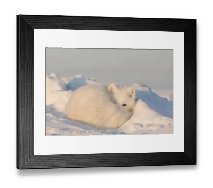 Framed Print : USA, Alaska, 1002 Coastal Plain of the ANWR. An adult arctic fox, Alopex lagopus Framed Print : USA, Alaska, 1002 Coastal Plain of the ANWR. An adult arctic fox, Alopex lagopus