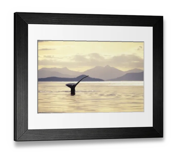 Framed Print : USA, Alaska, Inside Passage. Humpback whale at sunset Framed Print : USA, Alaska, Inside Passage. Humpback whale at sunset