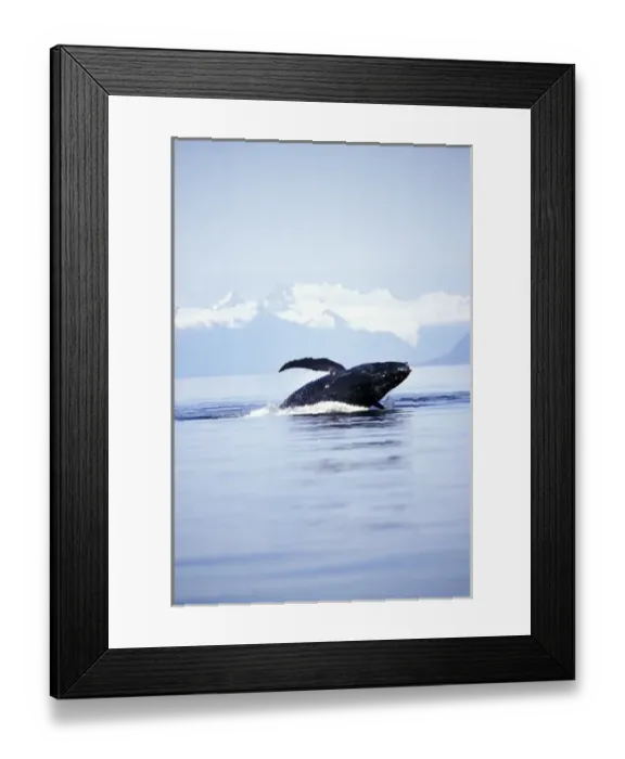 Framed Print : USA, Alaska, Inside Passage. Breaching humpback whale Framed Print : USA, Alaska, Inside Passage. Breaching humpback whale