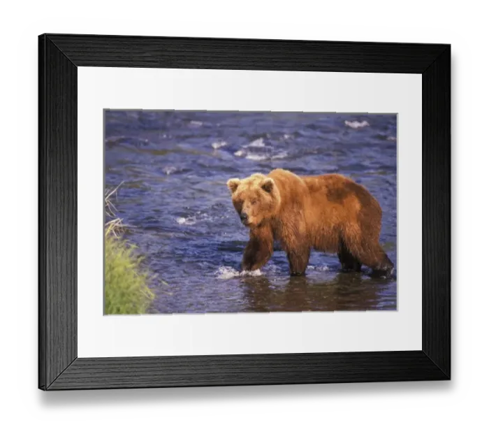 Framed Print : USA, Alaska, Katmai National Park, Brooks Fall. Brown bear (Ursus arctos)