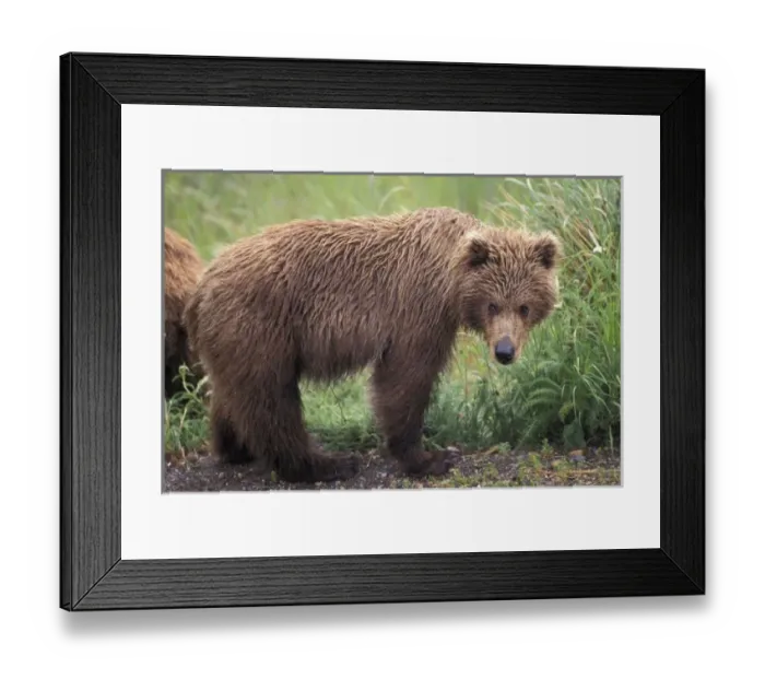 Framed Print : USA, North America, Alaska