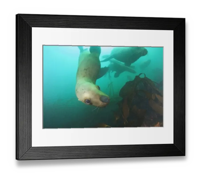 Framed Print : Endangered species, Stellar Sea Lions, very curious, near Inian Island, Icy Strait Framed Print : Endangered species, Stellar Sea Lions, very curious, near Inian Island, Icy Strait