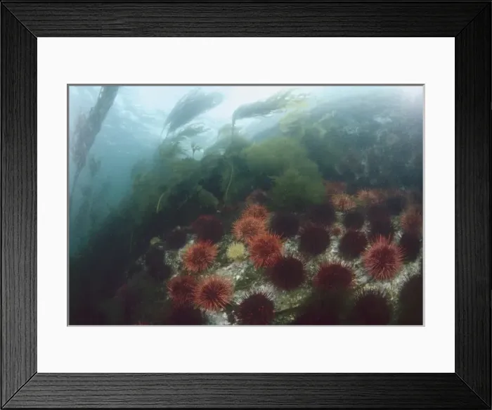 Framed Print : Kelp Bed Scenic near Ketchikan, SE Alaska Framed Print : Kelp Bed Scenic near Ketchikan, SE Alaska