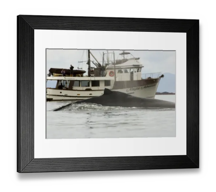 Framed Print : North America, USA, AK, Inside Passage. Humpback Whale (Megaptera novaeangliae) dorsal fin Framed Print : North America, USA, AK, Inside Passage. Humpback Whale (Megaptera novaeangliae) dorsal fin