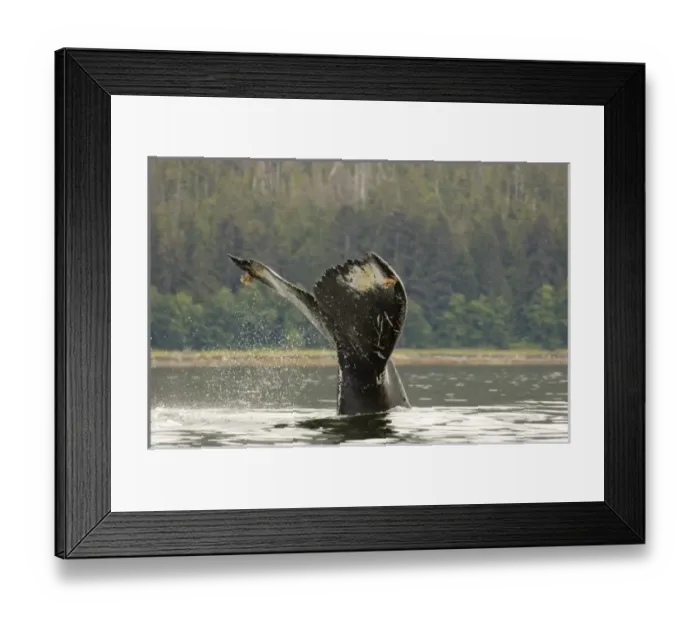 Framed Print : North America, USA, AK, Inside Passage. Humpback Whale (Megaptera novaeangliae). Pattern