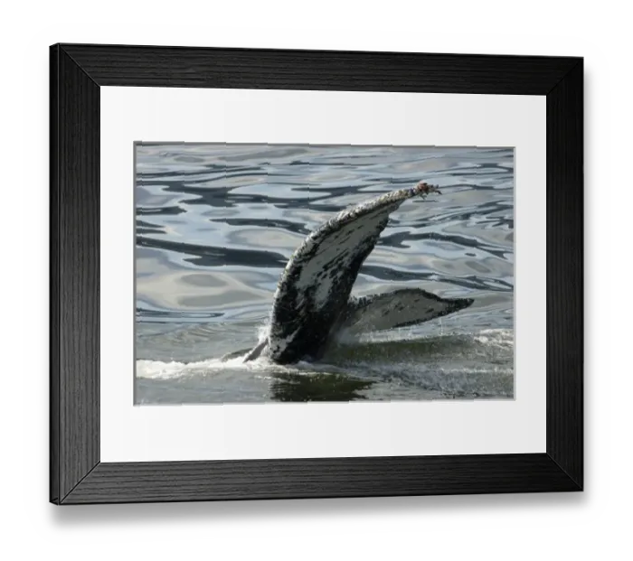 Framed Print : North America, USA, AK, Inside Passage. Humpback Whale (Megaptera novaeangliae) fluke pattern