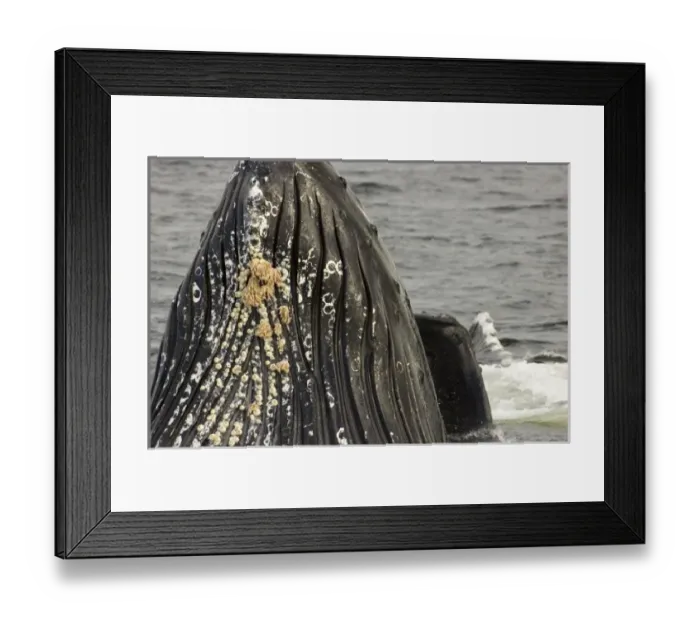Framed Print : USA, AK, Inside Passage. Long-necked goose barnacles attach to ventral surface visible Framed Print : USA, AK, Inside Passage. Long-necked goose barnacles attach to ventral surface visible