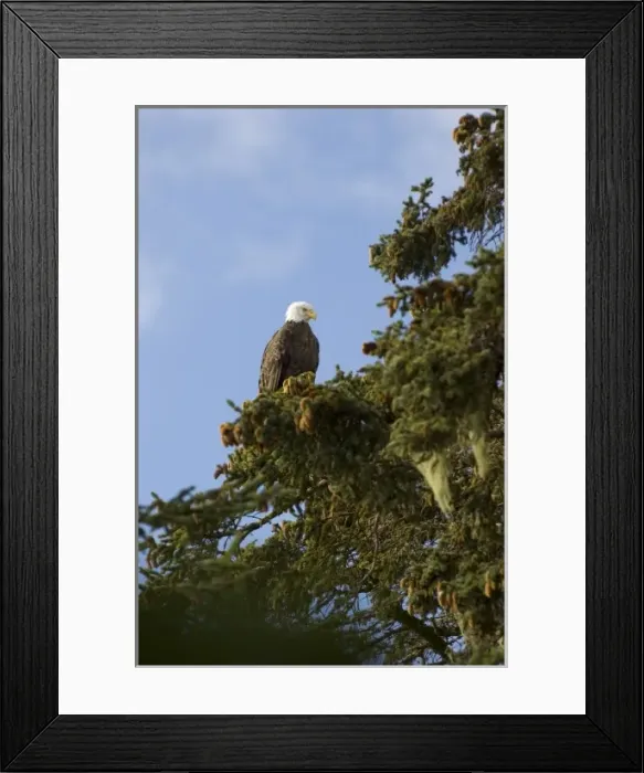 Framed Print : North America, USA, AK. Bald Eagle (Haliaeetus leucocephalus) Framed Print : North America, USA, AK. Bald Eagle (Haliaeetus leucocephalus)