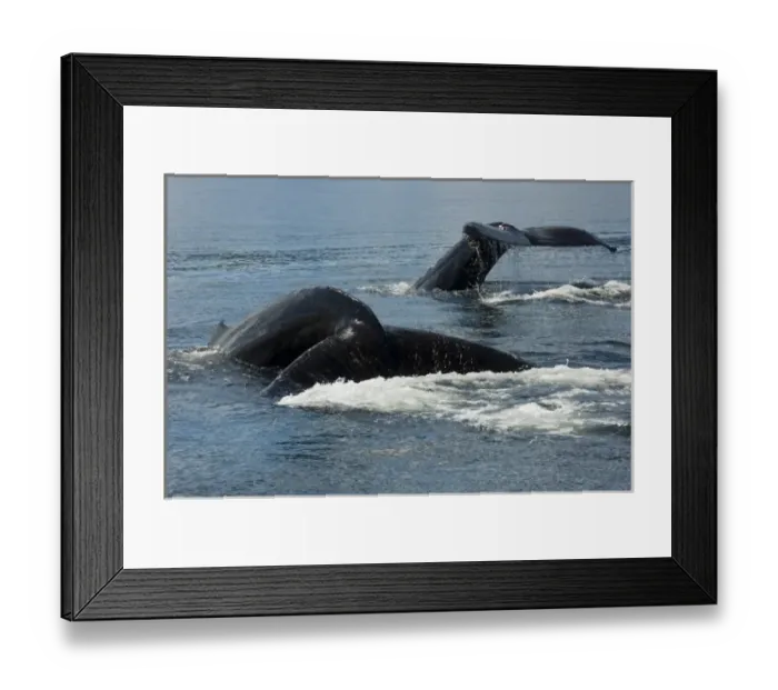 Framed Print : North America, USA, AK, Inside Passage. Humpback Whales (Megaptera novaeangliae) Framed Print : North America, USA, AK, Inside Passage. Humpback Whales (Megaptera novaeangliae)