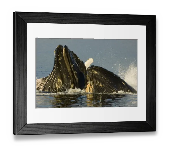 Framed Print : North America, USA, AK, Inside Passage. Humpback Whales (Megaptera novaeangliae)